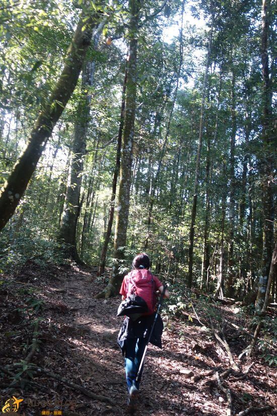 八仙山樹林2