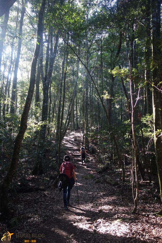 八仙山樹林3