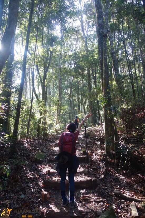 八仙山樹林4