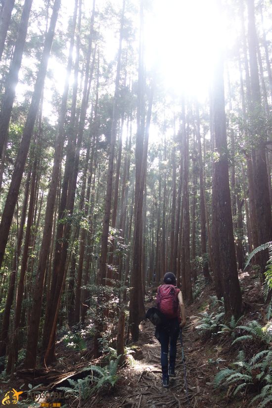 八仙山樹林6