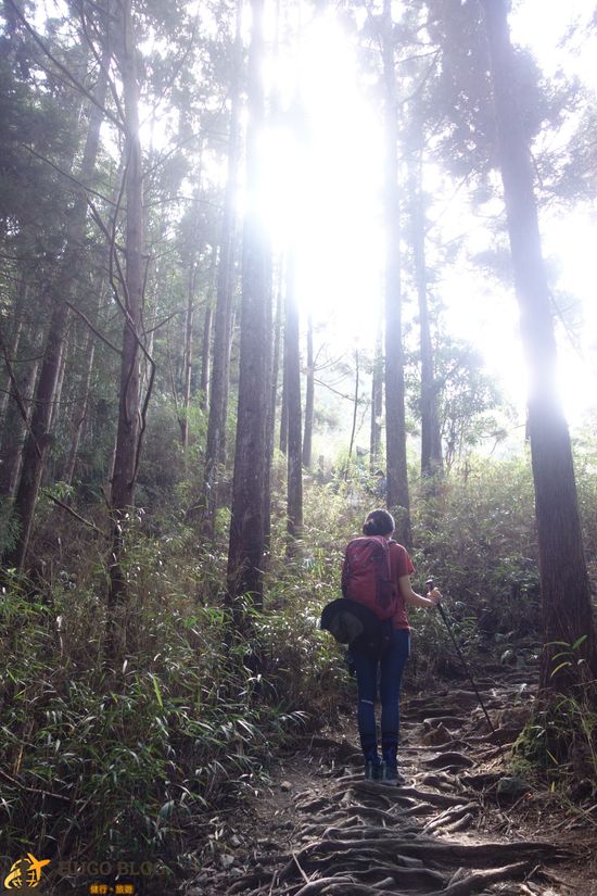 八仙山樹林6
