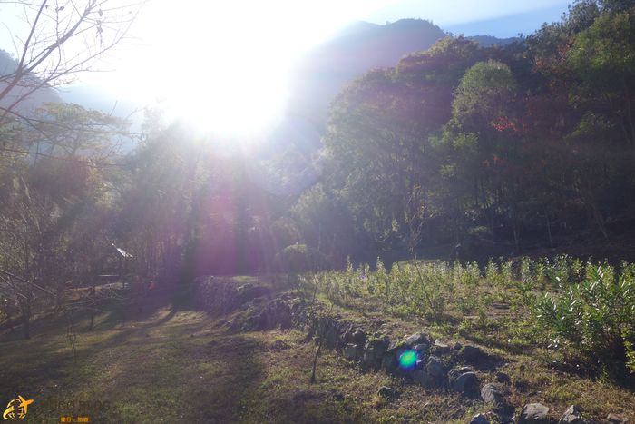 八仙山樹林