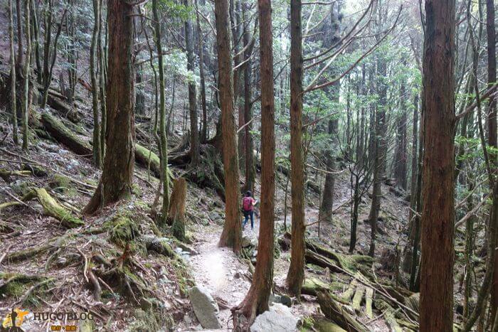 八仙山伐木場