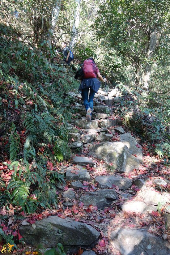 八仙山楓林步道