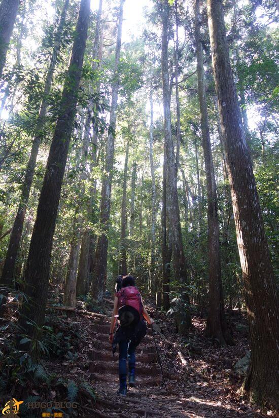 八仙山樹林5