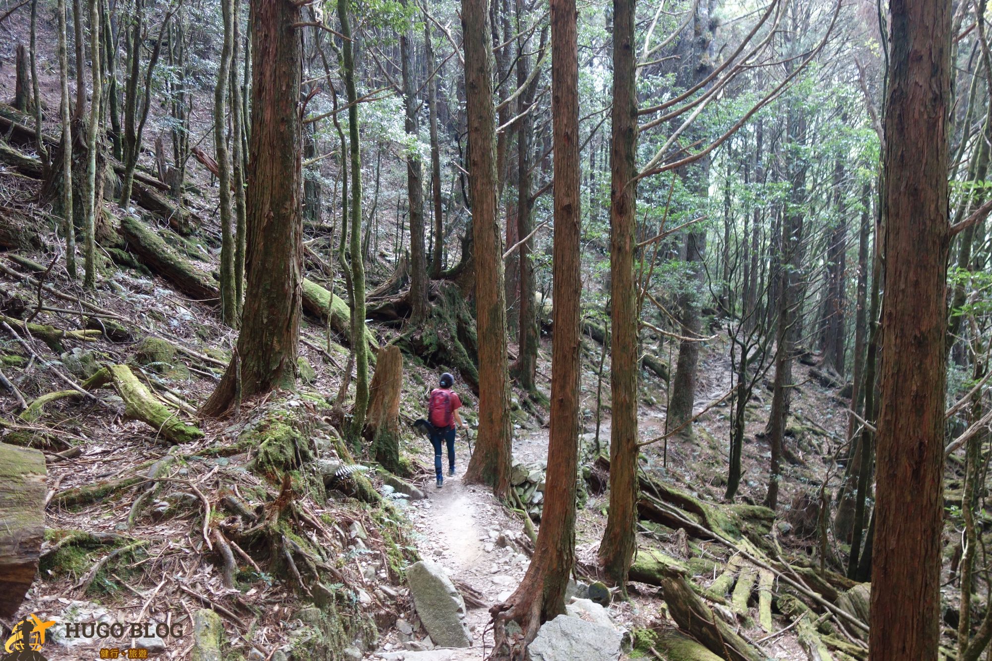【八仙山森林遊樂區】谷關七雄老大~八仙山主峰