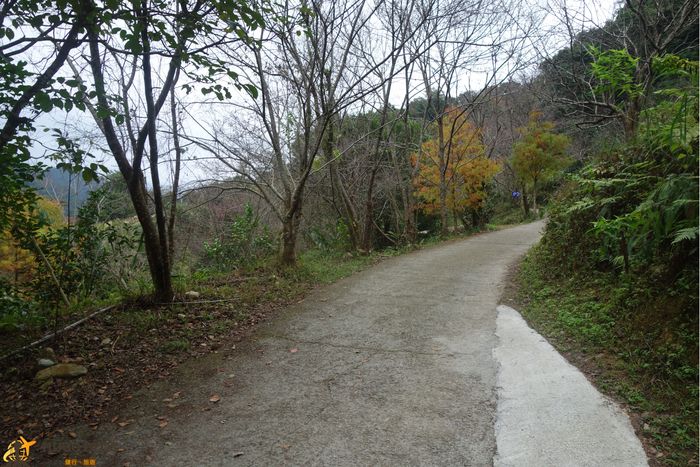 唐麻丹山GOGO