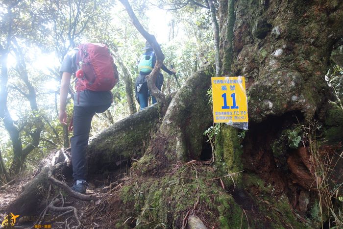 杜鵑嶺步道編號11