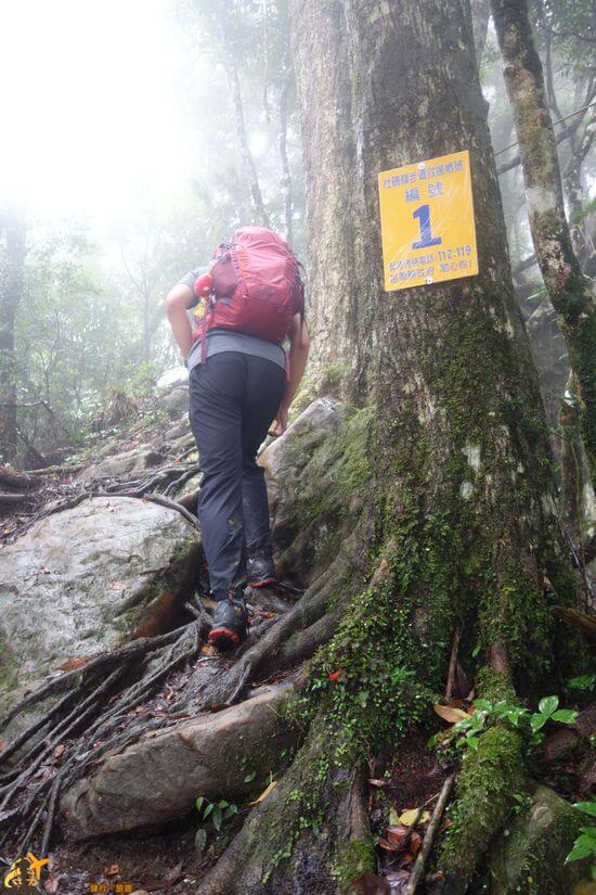 杜鵑嶺步道編號一
