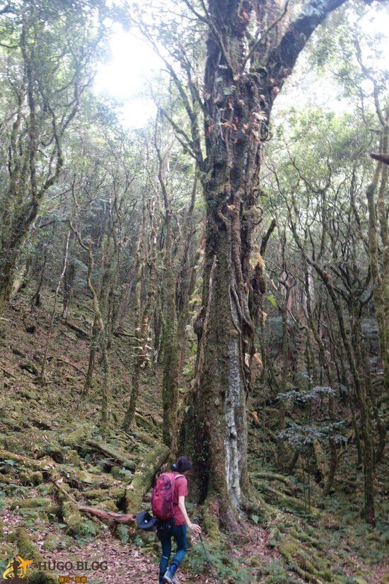 八仙山大樹