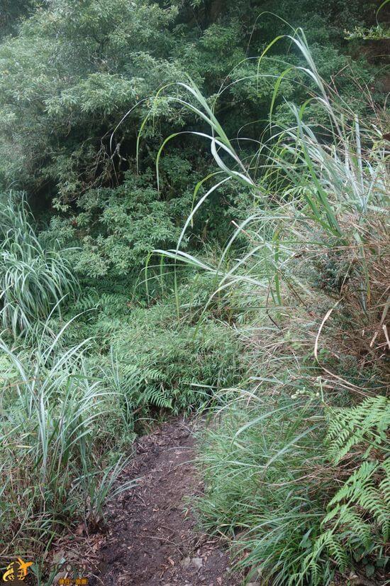 加里山芒草區