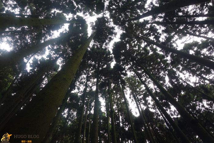 加里山下山林子