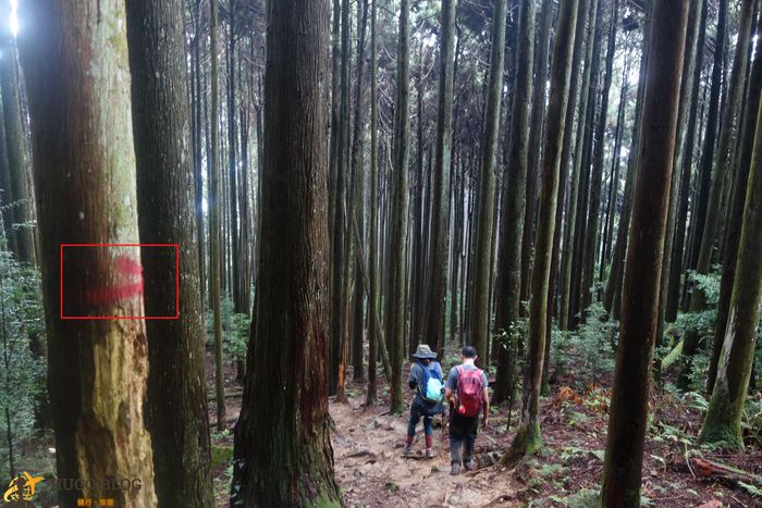 加里山下山4
