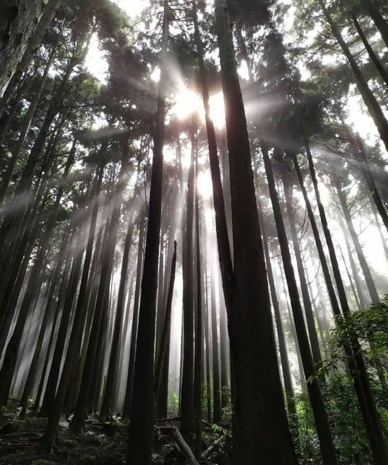 【加里山大坪登山口 】P型縱走-杜鵑嶺-加里山