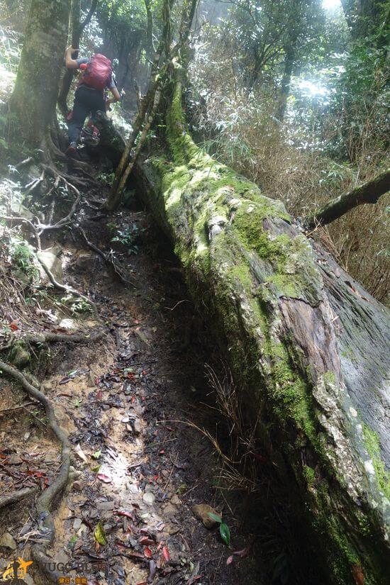 加里山大樹