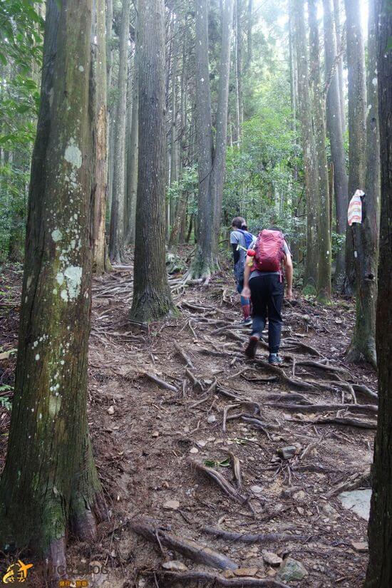 加里山樹林區
