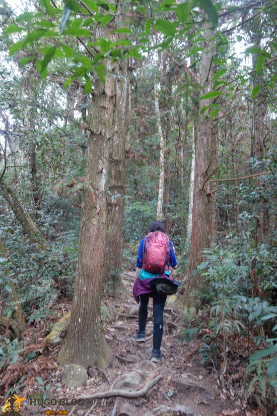 唐麻丹山樹林2