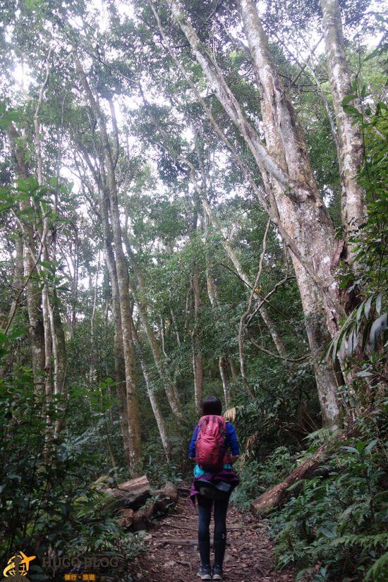 唐麻丹山樹林