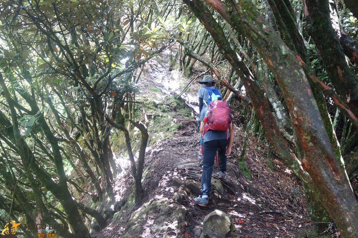 杜鵑嶺最後衝刺