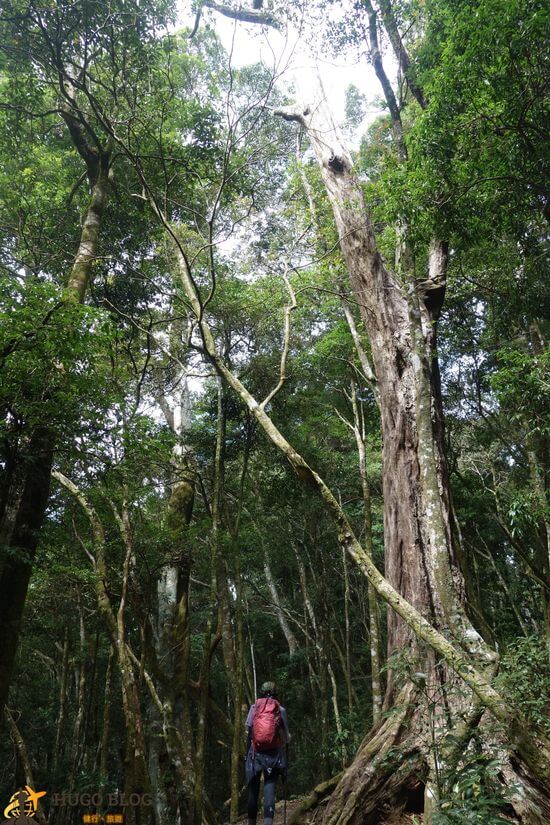 屋我尾山大樹1