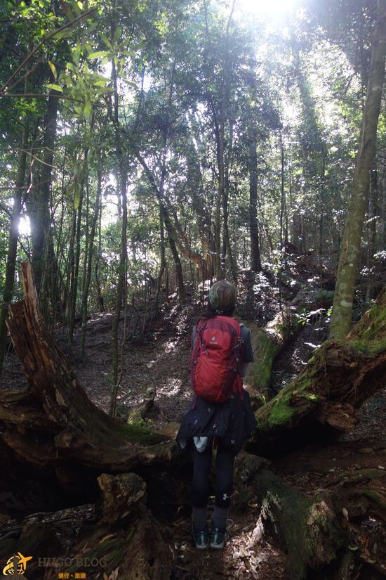 屋我尾山大樹
