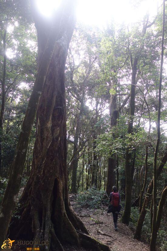 屋我尾山大樹