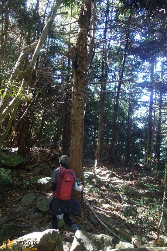 屋我尾山路樹