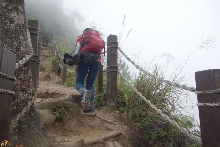 白毛山木樁