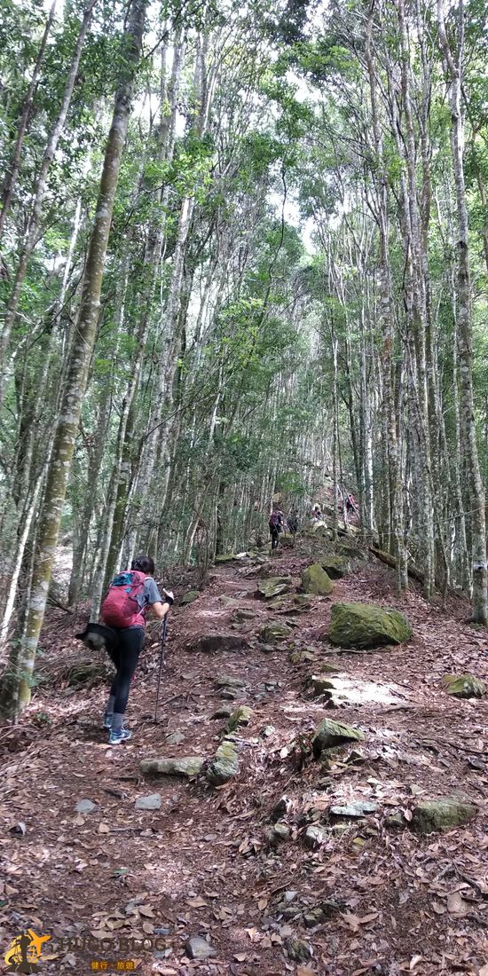 波津加山美麗的林子